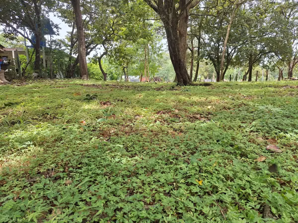 LAND FOR SALE – COSTA RICA, GUANACASTE, LIBERIA