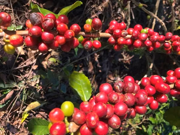 Cartago Vendo FINCA SEMBRADA CAFE, Orosi, 251.891m2 CRC400MILLONES