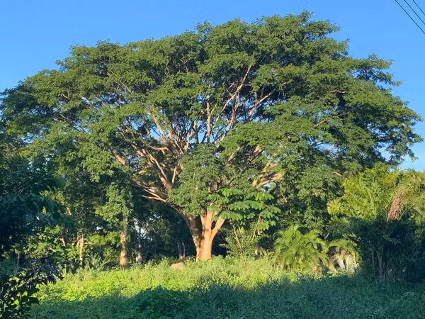 Se venden QUINTAS EN EL CENTRO DE MIRAMAR PUNTARENAS