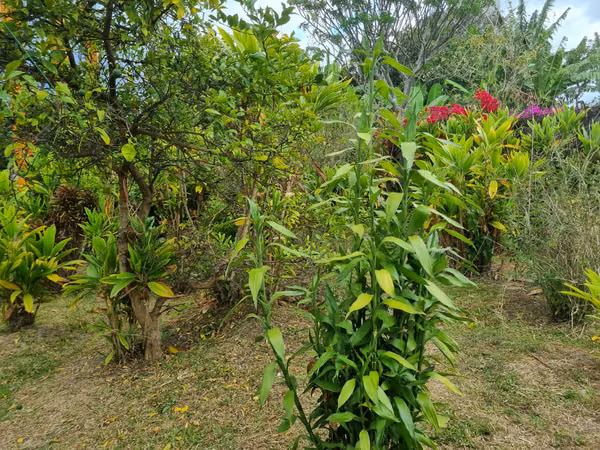 Venta Lote en Zapote, San José | Oportunidad para Inversionistas | Precio Negociable