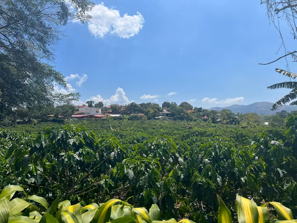COFFEE PRODUCING PROPERTY FOR SALE – 130 HECTARES
