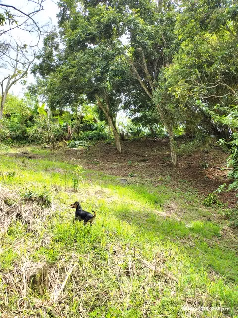 For sale farm San Ramon San Pedro