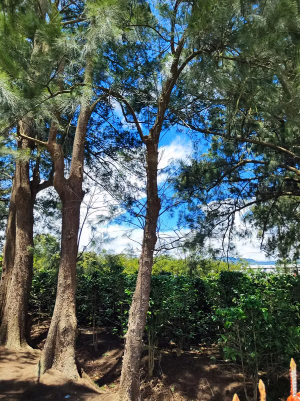 CARTAGO Sale of 40 Has - Industrial Opportunity and Free Trade Zone 
