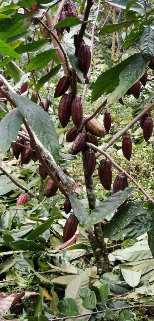 Finca sembrada con cacao- Virgen de Sarapiqui - Heredia