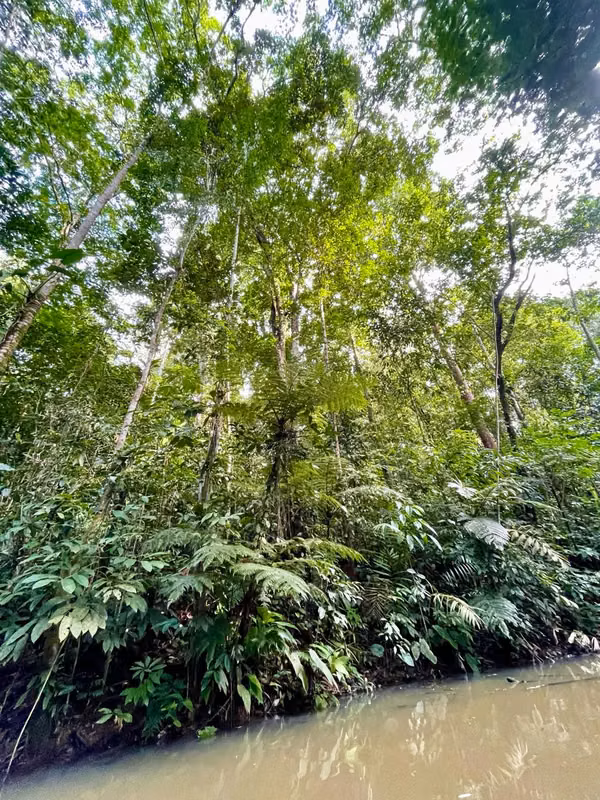 Finca sembrada con cacao- Virgen de Sarapiqui - Heredia
