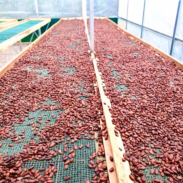 Finca sembrada con cacao- Virgen de Sarapiqui - Heredia