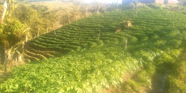 Sale finca Alajuela Zarcero 77.000 sq mts dairy and feeder catle
