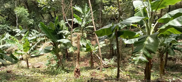 Terreno en Guacimal de Puntarenas (mas de 9 hectáreas)