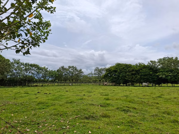EN VENTA Finca Ganadera de 219 hectáreas, Pococí (US$24,000/hectárea)