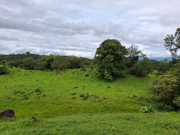 EN VENTA Finca Ganadera de 219 hectáreas, Pococí (US$24,000/hectárea)