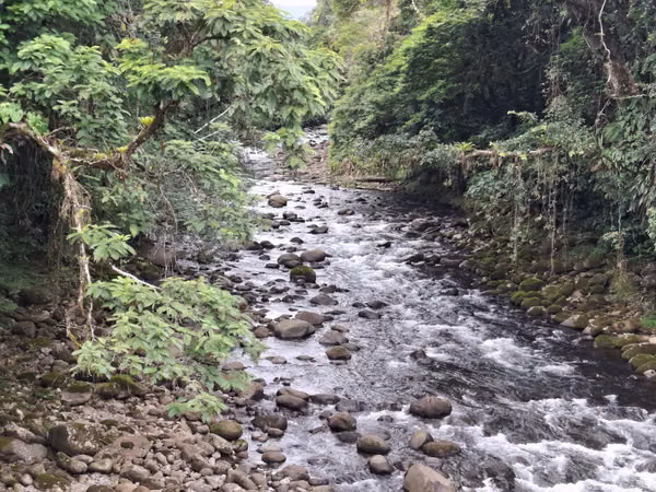 EN VENTA Finca Ganadera de 219 hectáreas, Pococí (US$24,000/hectárea)