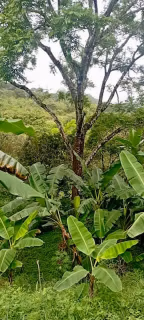 Venta finca San Ramon GANGA 30 millones colones