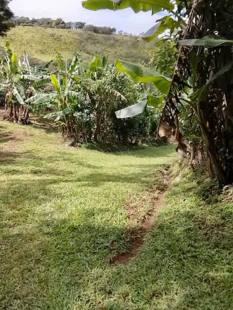 Venta finca San Ramon GANGA 30 millones colones