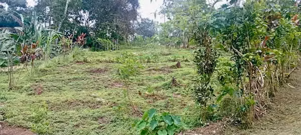 Venta finca San Ramon GANGA 30 millones colones