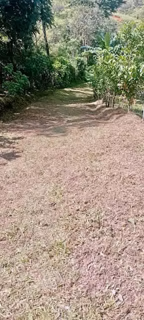 Venta finca San Ramon GANGA 30 millones colones