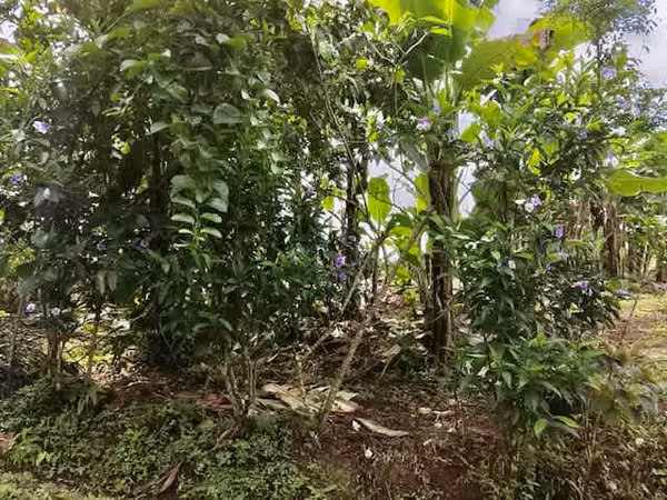 Venta finca San Ramon GANGA 30 millones colones