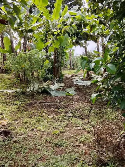 Venta finca San Ramon GANGA 30 millones colones