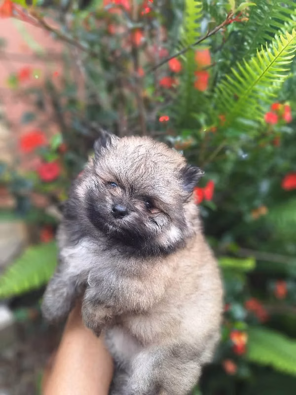 Macho Pomerania