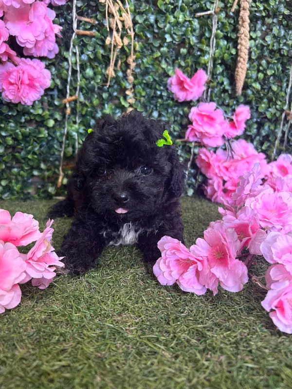 French poodle hembra