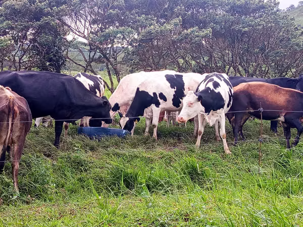 Finca Ganadera y Lechera en Venta en Bagaces | 95–100 Ha | En Producción