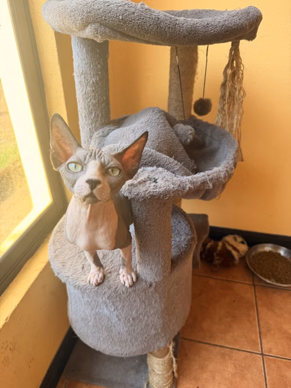 Gato sphynx macho