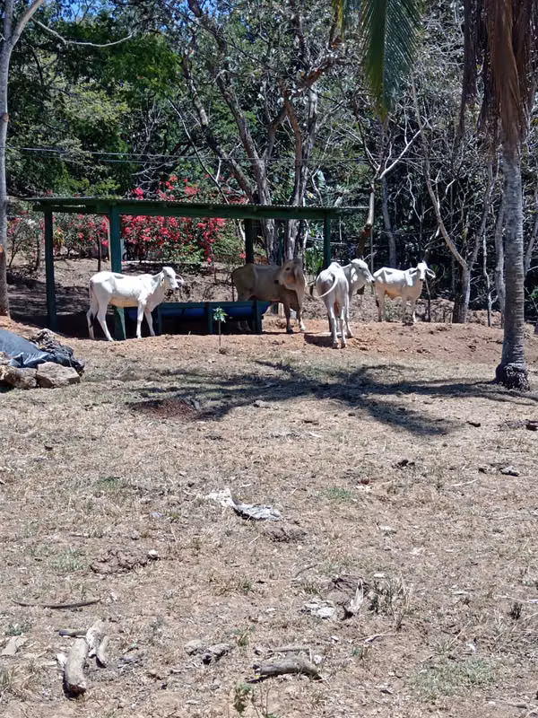 Finca en Turrucarres, Alajuela