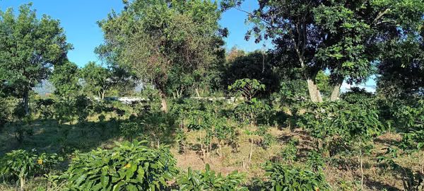 FINCA MEDIA DENSIDAD SAN JOAQUIN DE FLORES.