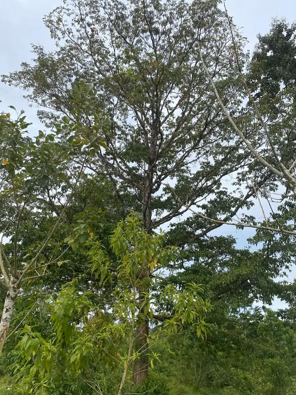 Finca 96 Has con río, nacientes, pozo, laguna, repastos y bosque en Cutris Sn Carlos
