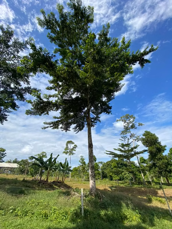Finca 96 Has con río, nacientes, pozo, laguna, repastos y bosque en Cutris Sn Carlos