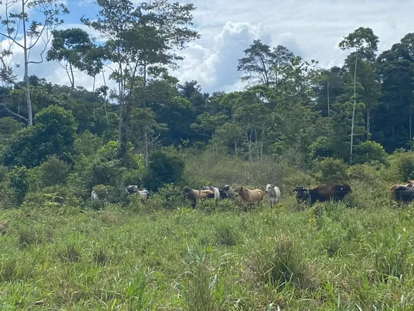 Finca 96 Has con río, nacientes, pozo, laguna, repastos y bosque en Cutris Sn Carlos
