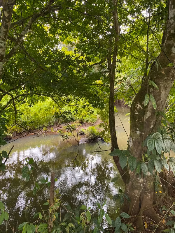 Finca 96 Has con río, nacientes, pozo, laguna, repastos y bosque en Cutris Sn Carlos