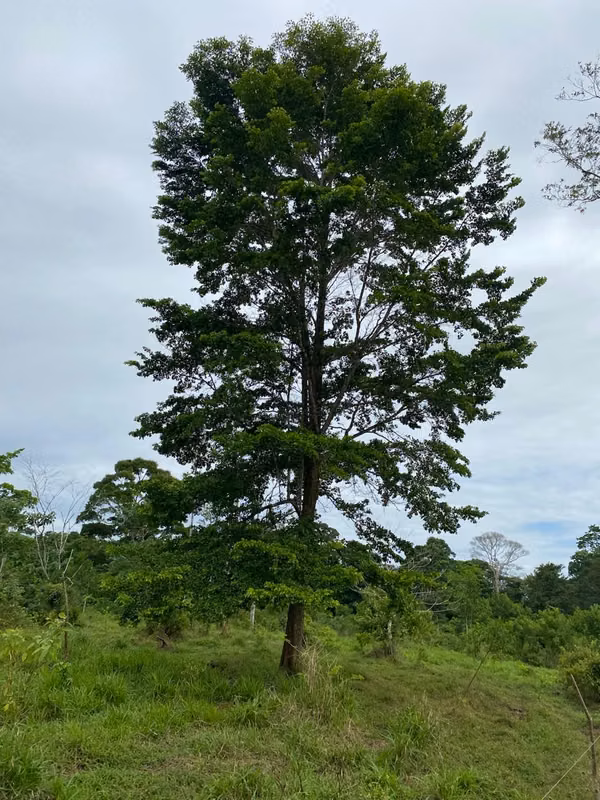Finca 96 Has con río, nacientes, pozo, laguna, repastos y bosque en Cutris Sn Carlos