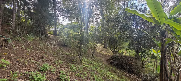 Land for Sale in Jericho, Desamparad- SINGLE OPPORTUNITY!