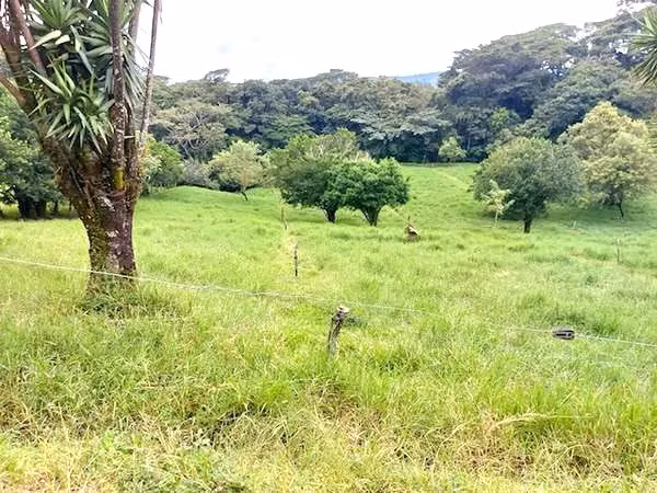 Sale Finca Guanacaste Bagaces cattle, wind energy