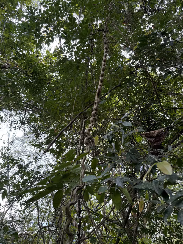 Tree Farm with River and Land for Development – Motivated Seller