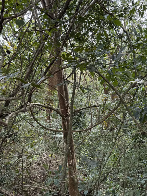 Tree Farm with River and Land for Development – Motivated Seller