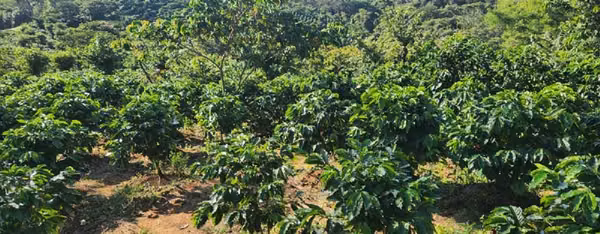 VENTA DE FINCA CAFETALERA