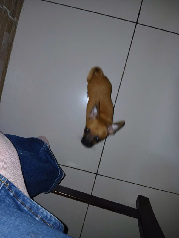 Chihuahua macho