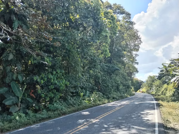 Beautiful Property in the Tropical Rainforest