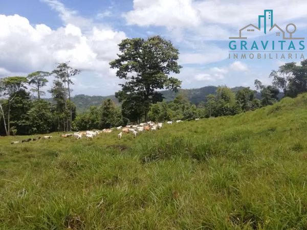 Finca ganadera en venta en Pital San Carlos, 630 hectáreas ID 1904