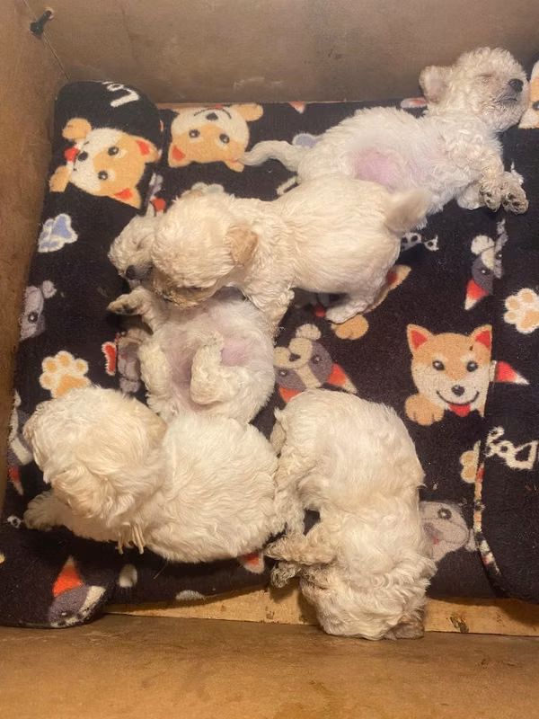 Se venden French Poodle