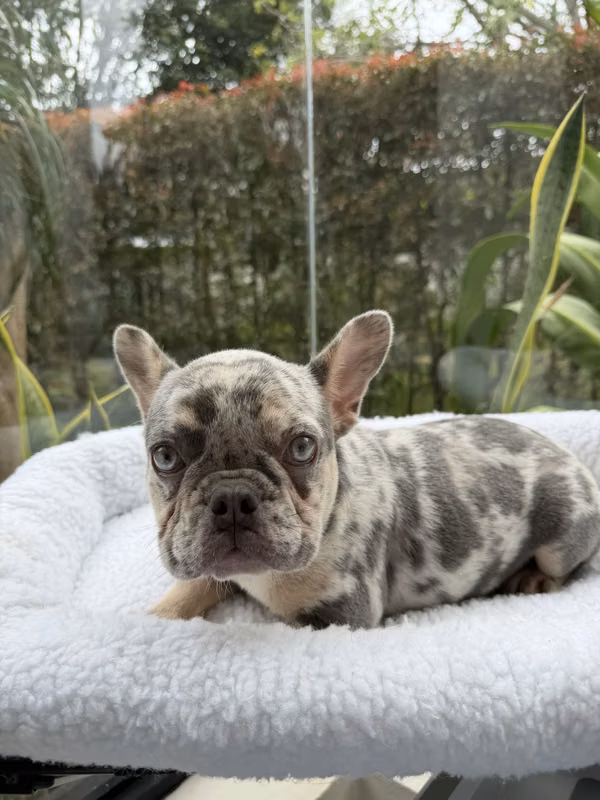 Bulldog francés