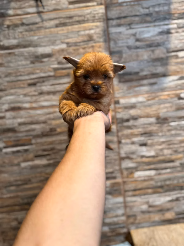 yorkies hembra