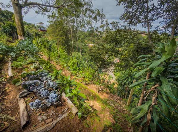 Finca Orgánica, Vista al Valle — Construya o Cultive-Cajon Grecia