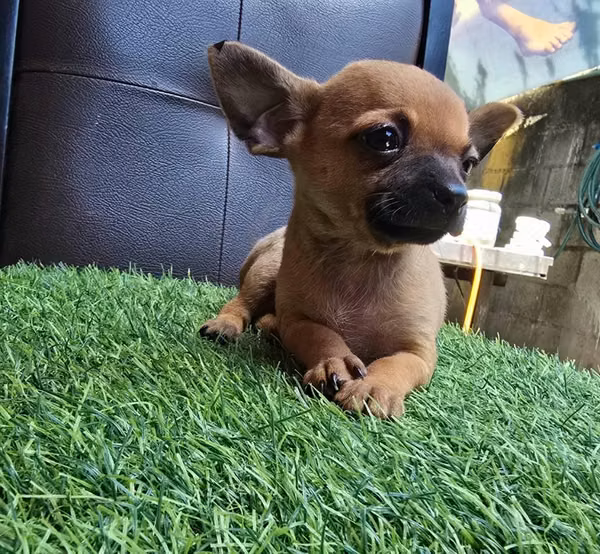 Chihuahua MACHOS