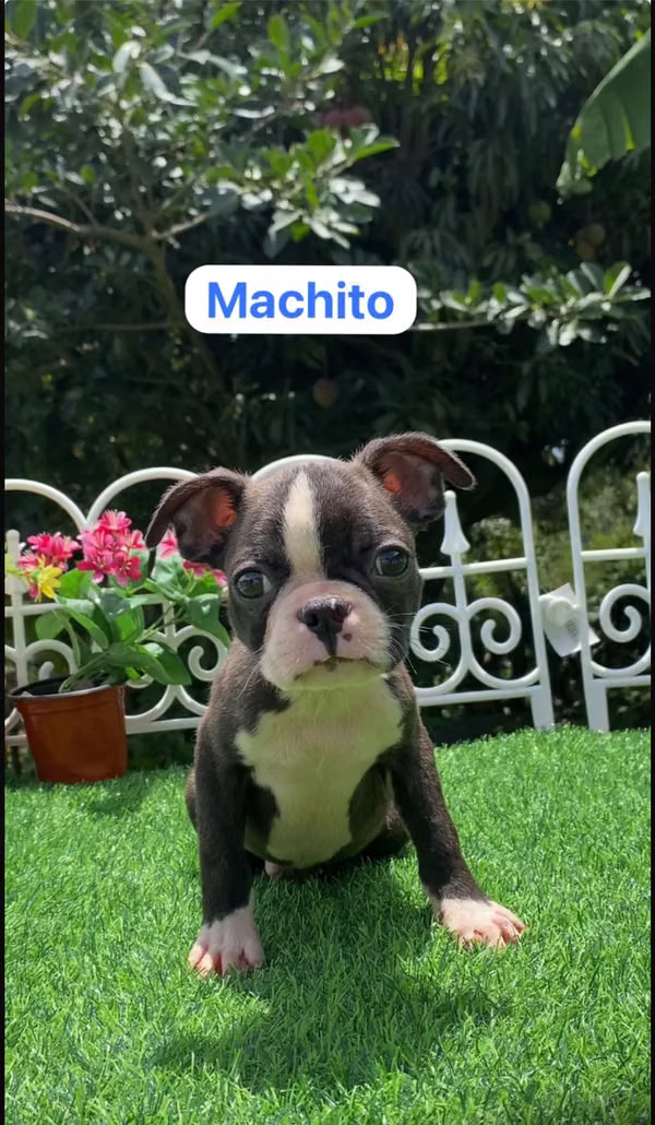 cochorros