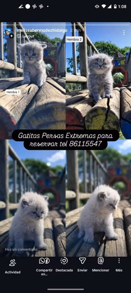 Gatas Persas Extremos