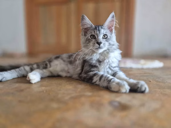 Maine coon