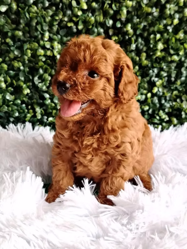 Macho french poodle rojo y macho salchicha Isabella
