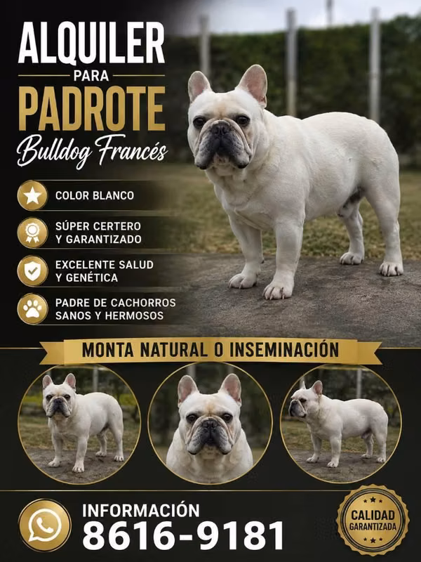 Bulldog Francés Padrote